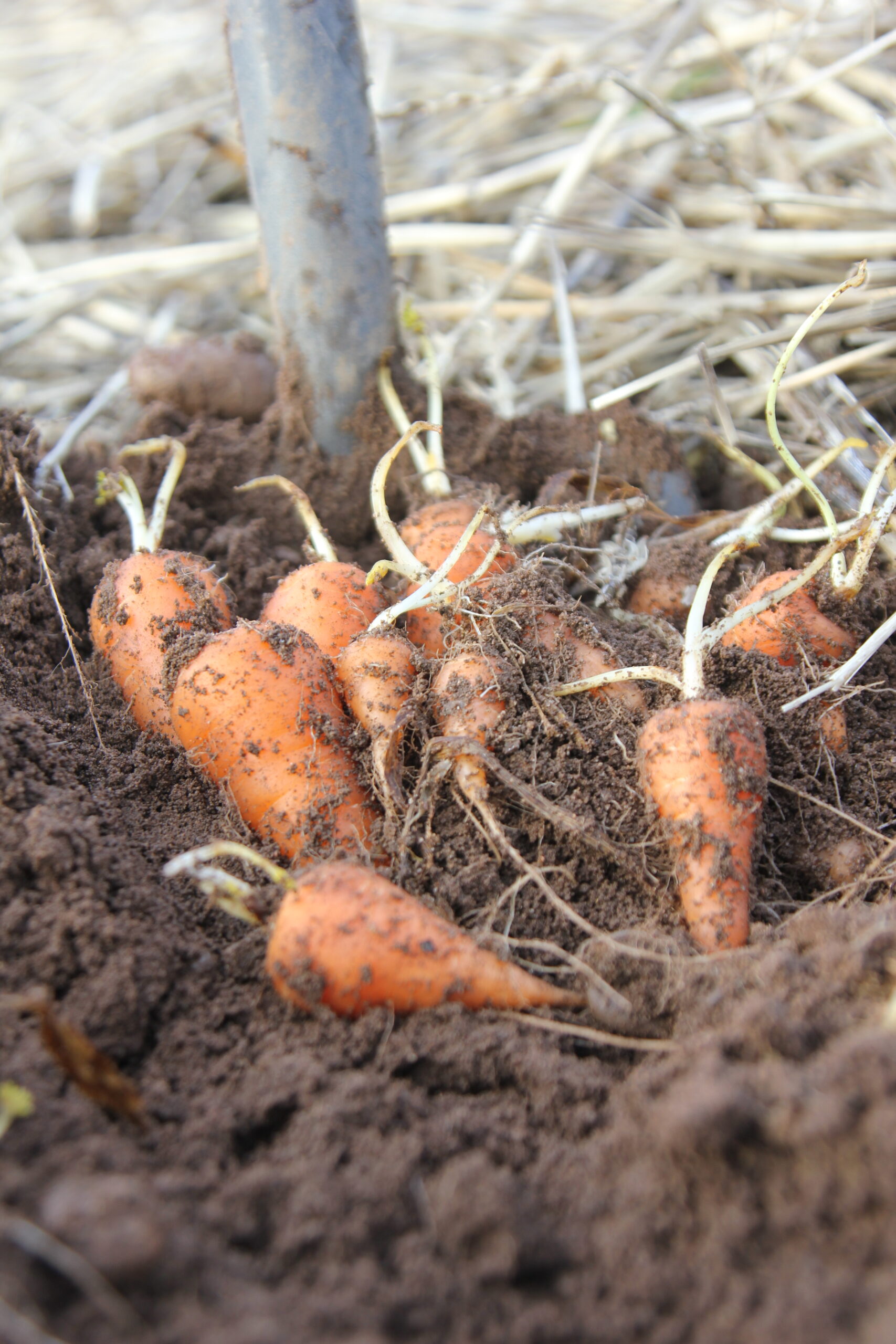 Chantenay Carrots