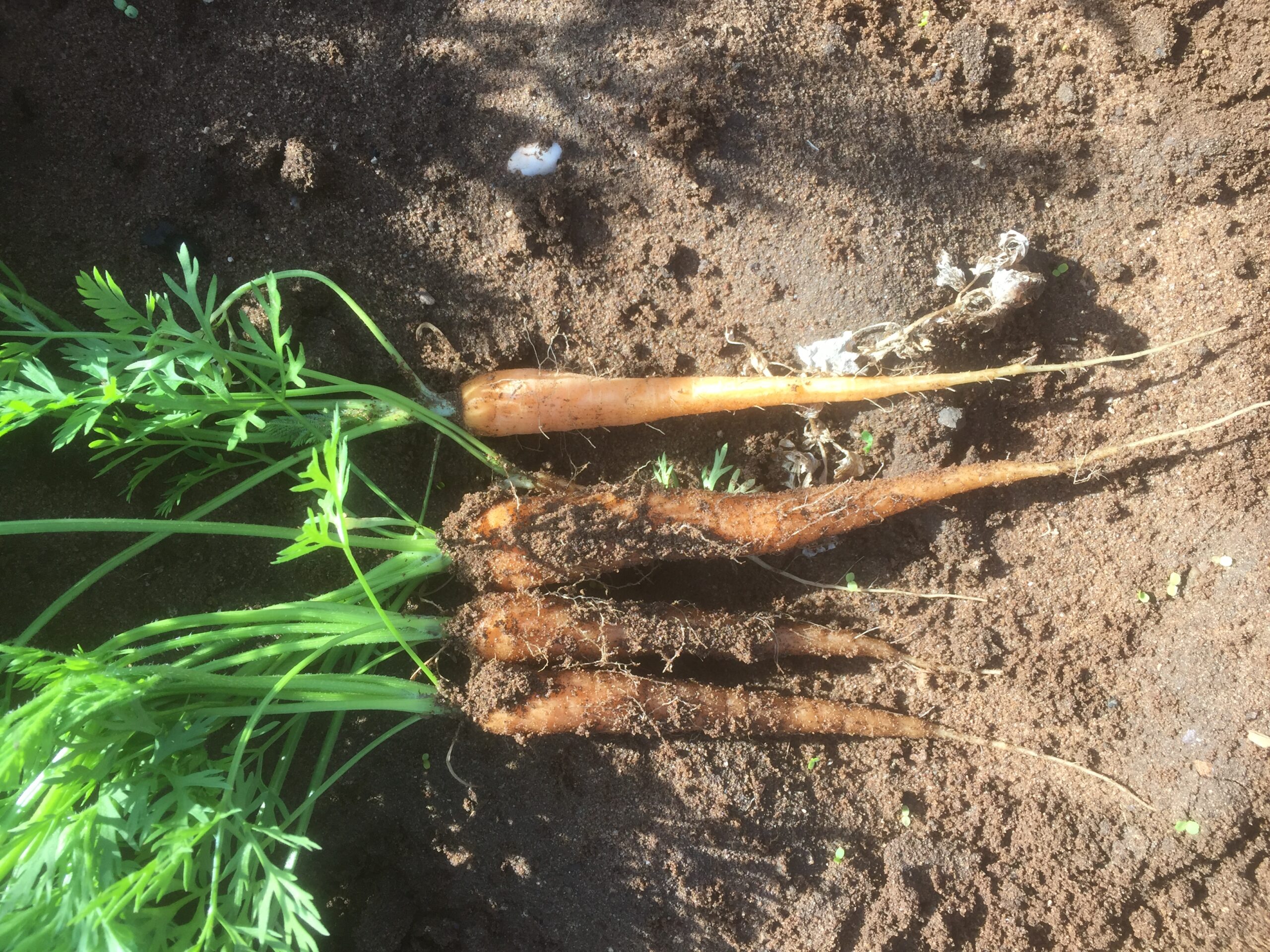 Conventional Carrots
